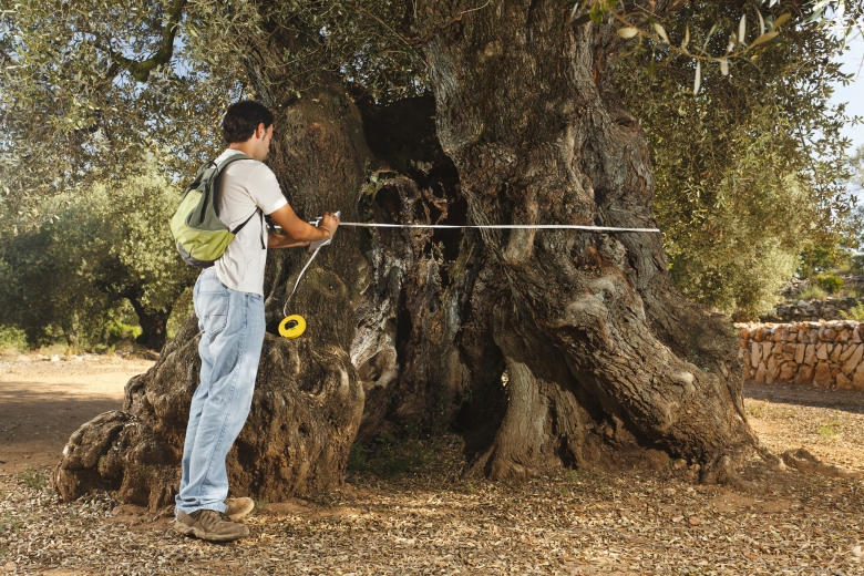 The Historical Landscape of El Sénia’s Ancient Olive Trees, SPAIN